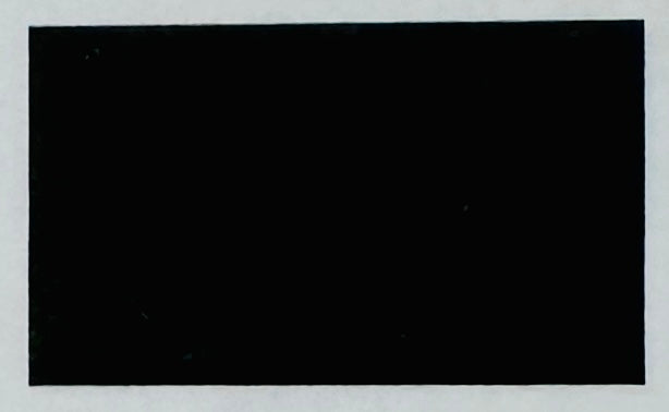 Papier-Fähnchen an 40 cm Polystyrolstab (einfarbig)