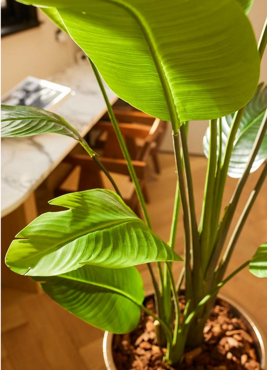 Textil Strelitzien Baum mit 13 Blättern