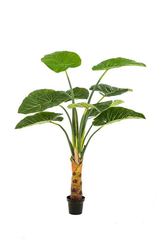 Textil Alocasia grün (verschiedene Größen)