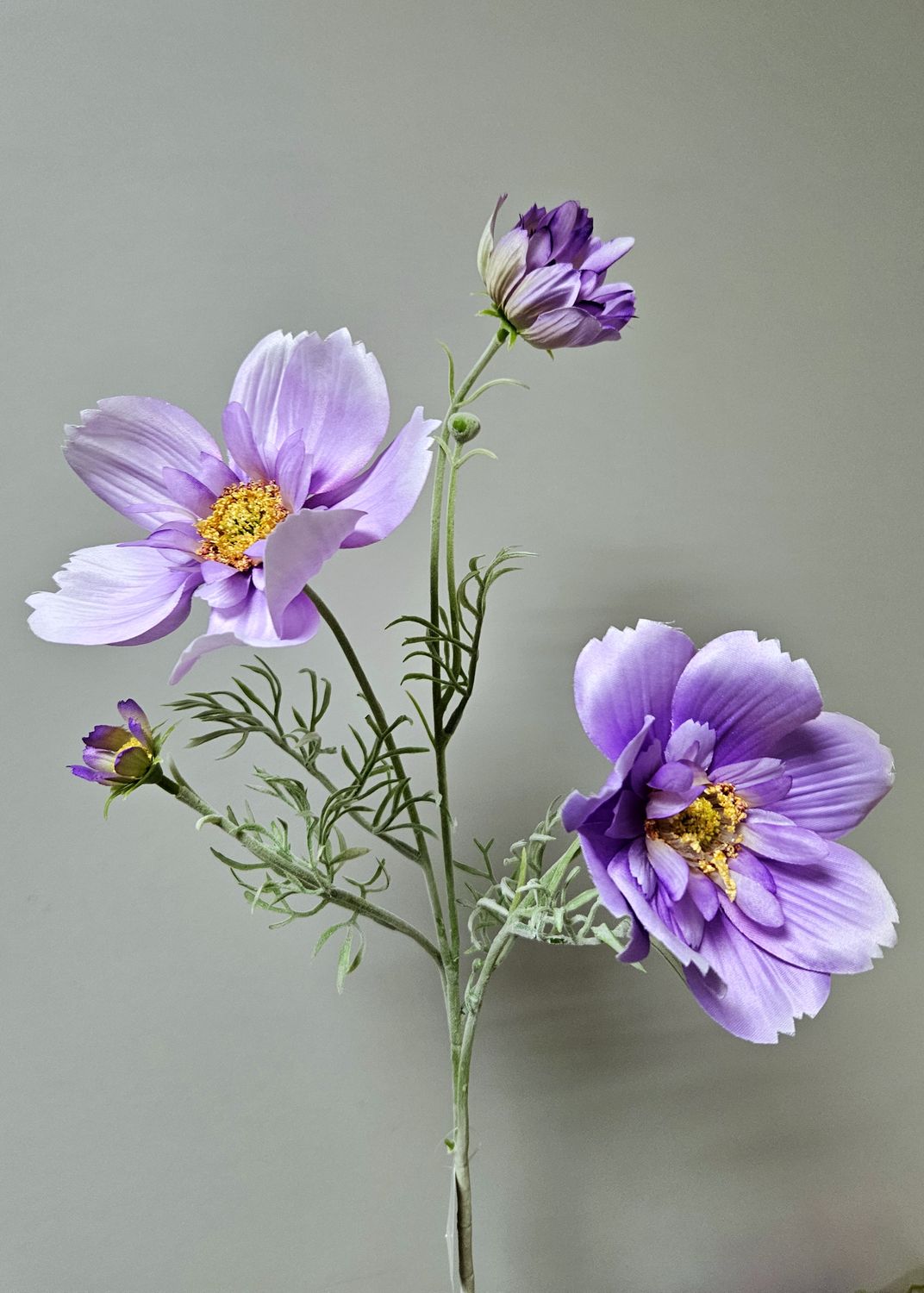 Textil Cosmea, verschiedene Farben