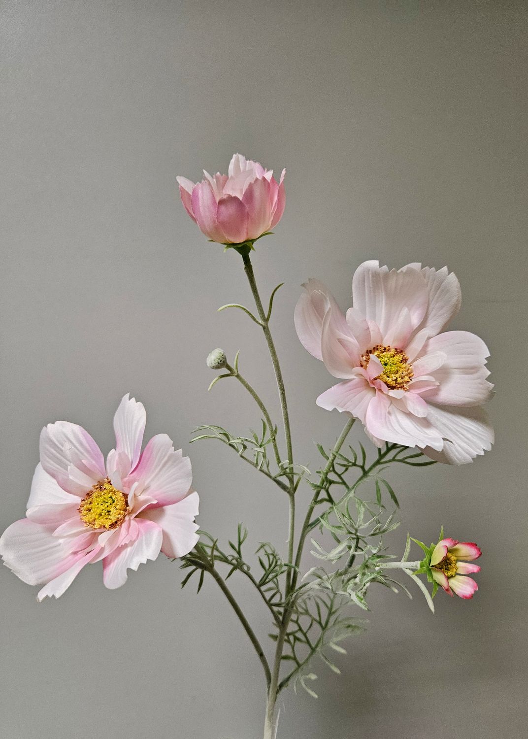 Textil Cosmea, verschiedene Farben