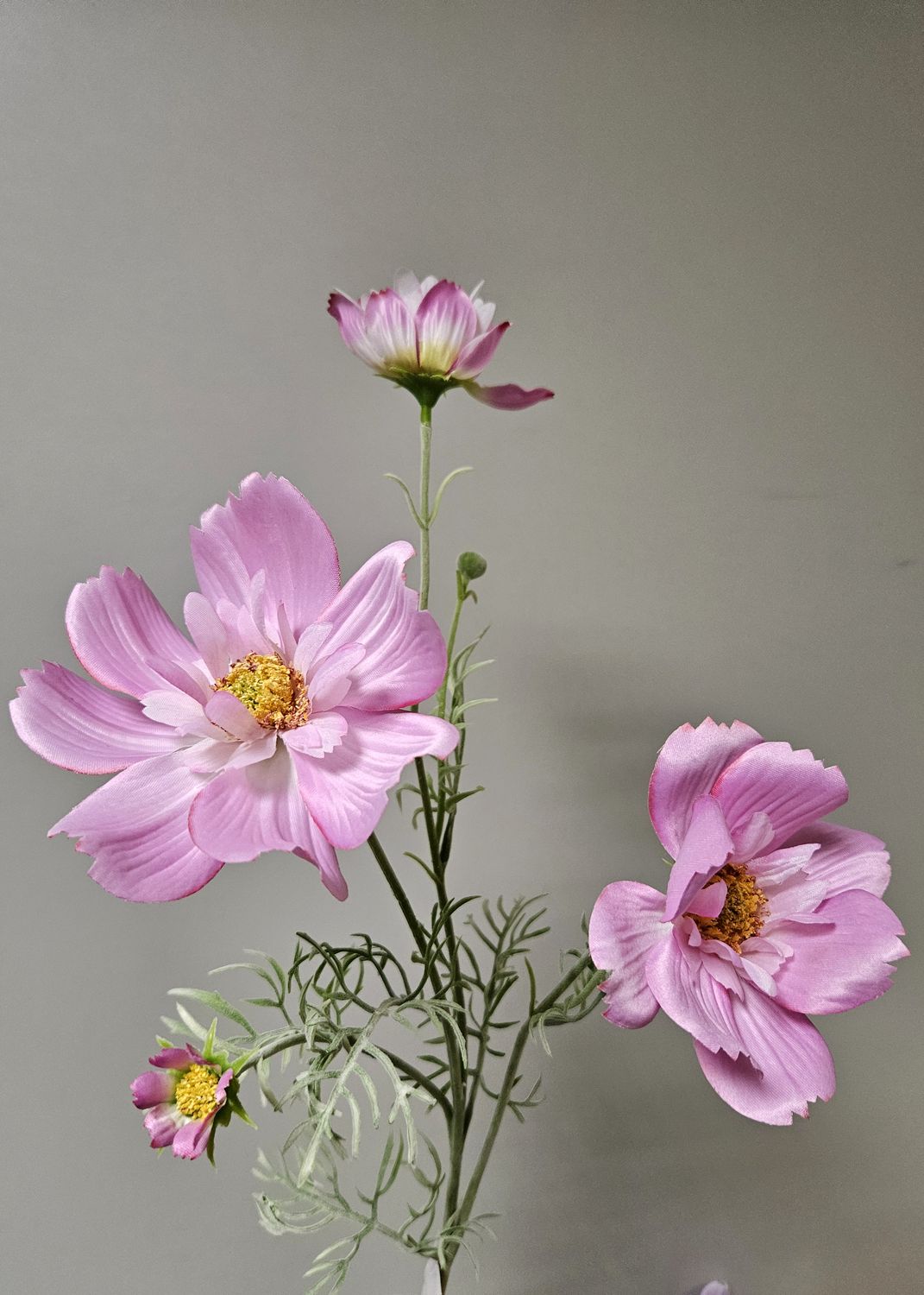 Textil Cosmea, verschiedene Farben