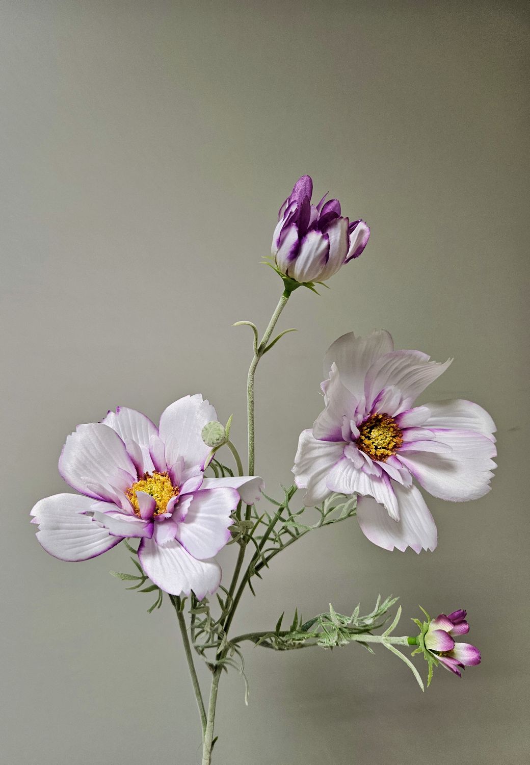 Textil Cosmea, verschiedene Farben