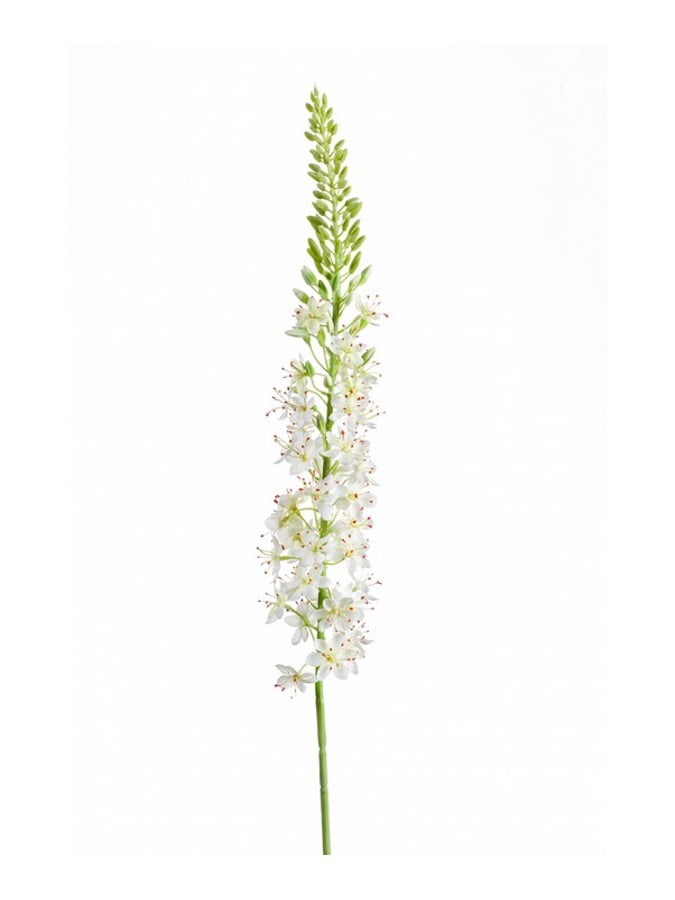 Textil Eremurus  (105 cm)