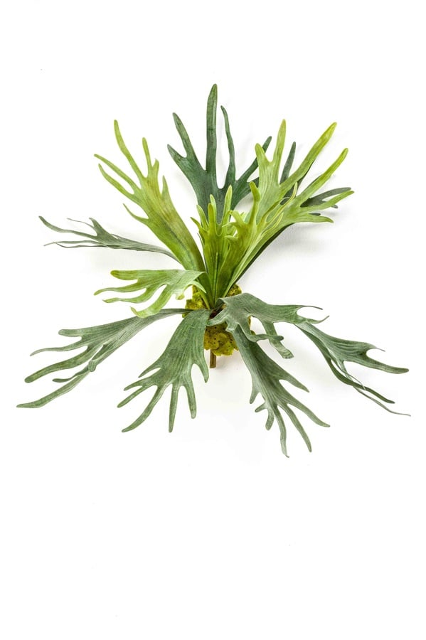 Textil Geweihfarn "Staghorn"