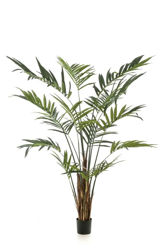 Textil Kentia Palme
