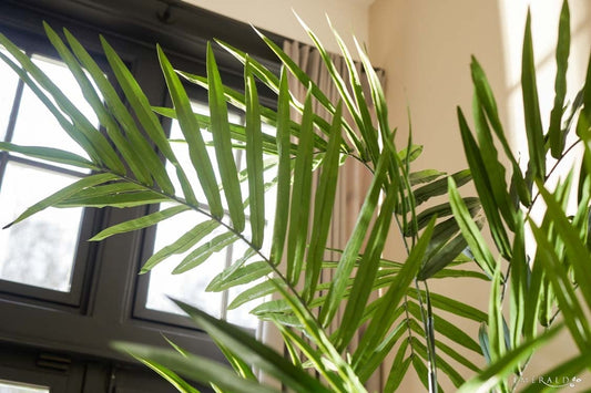 Textil Kentia Palme